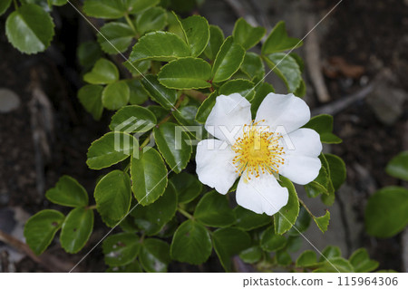 Terihanoyibara 115964306