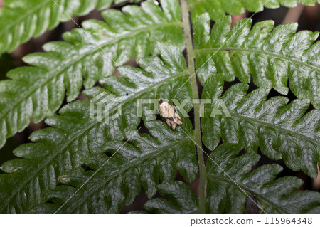 Bumblebee moth 115964348
