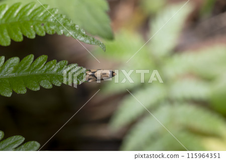 Bumblebee moth 115964351