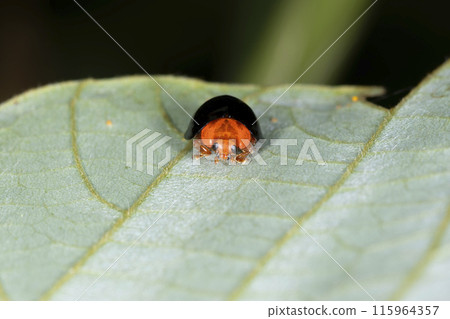 Red-tailed Red-footed Tento 115964357