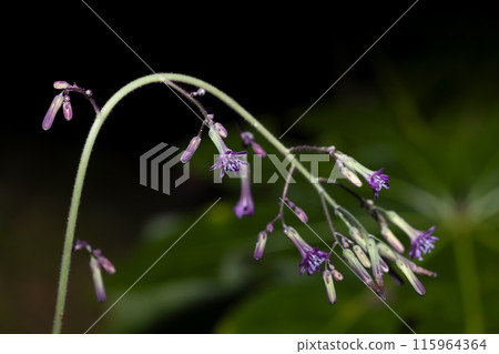 Murasaki nicana Murasaki nicana 115964364