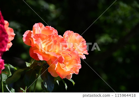 A red rose A red rose 115964418