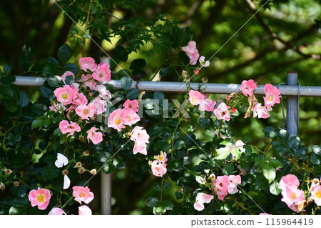 Pink rose and back blur Pink rose and back blur 115964419
