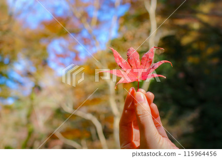 一手握著一棵隨風飄揚的楓樹 一手握著一棵隨風飄揚的楓樹 115964456