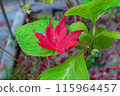 明亮的紅色秋葉 115964457