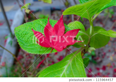 明亮的紅色秋葉 明亮的紅色秋葉 115964457