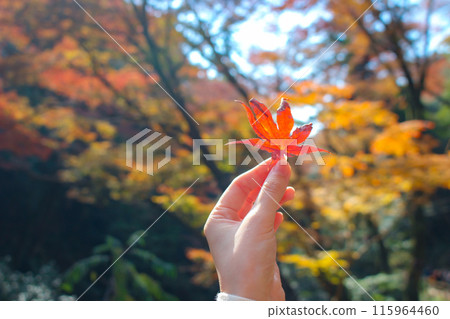一手捧著飄落的秋葉 一手捧著飄落的秋葉 115964460