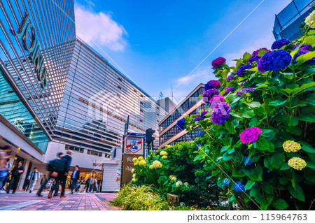 Hydrangeas in front of Yokohama Station, a cityscape of Yokohama, Japan. There are also businessmen around. In the background, the entrance to Yokohama Station on the subway and the Sotetsu Yokohama Station are visible. (3rd) 115964763