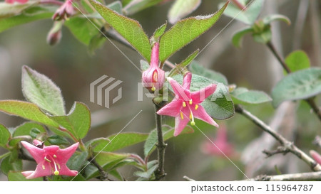 Natuzumi flowers 115964787