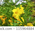 Dolichandra unguis-cati, commonly known as cat's claw creeper, funnel creeper, or cat's claw trumpet, is a rapidly growing climbing vine belonging to the family Bignoniaceae 115964884