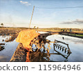 a tractor in the middle of a rice field covered with a tarpaulin on the engine side 115964946