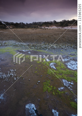 Floor of a lagoon in a semi desert environment, La Pampa 115965205