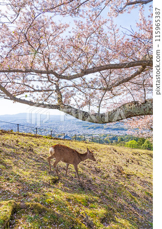 [Spring] Nara Park - Deer on Mount Wakakusa [Cherry Blossoms] 115965387