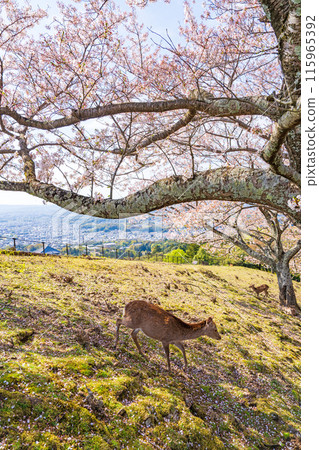 [Spring] Nara Park - Deer on Mount Wakakusa [Cherry Blossoms] 115965392