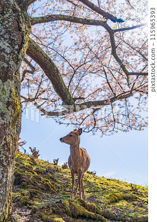 [春天]奈良公園若草山鹿[櫻花] 115965393