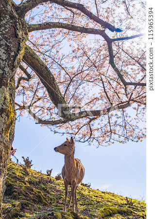 [Spring] Nara Park - Deer on Mount Wakakusa [Cherry Blossoms] 115965394