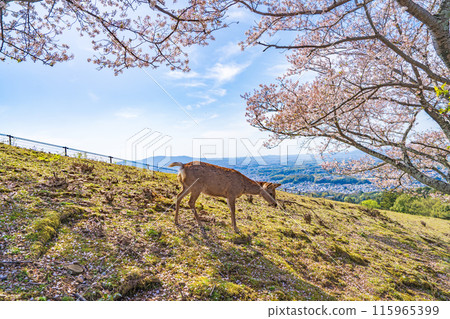 [春天]奈良公園若草山鹿[櫻花] 115965399