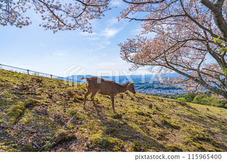 [春天]奈良公園若草山鹿[櫻花] 115965400