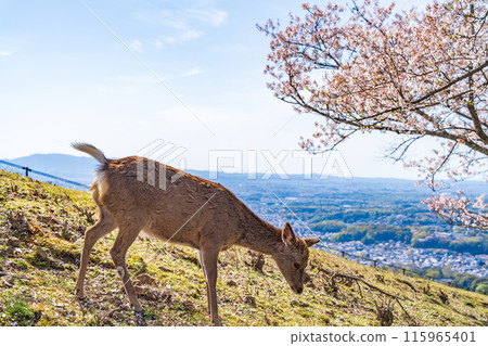[春天]奈良公園若草山鹿[櫻花] 115965401