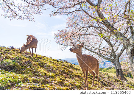[春天]奈良公園若草山鹿[櫻花] 115965403