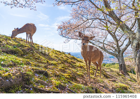 [Spring] Nara Park - Deer on Mount Wakakusa [Cherry Blossoms] 115965408