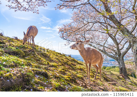 [Spring] Nara Park - Deer on Mount Wakakusa [Cherry Blossoms] 115965411