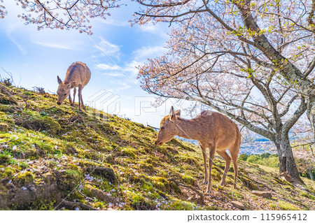 [Spring] Nara Park - Deer on Mount Wakakusa [Cherry Blossoms] 115965412