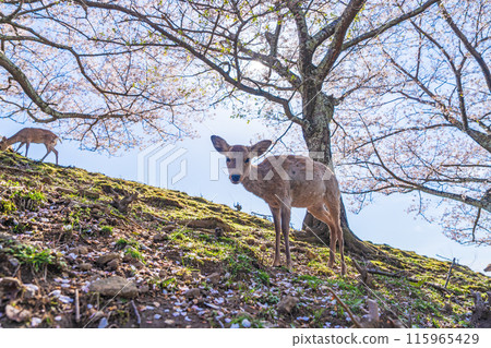 [春天]奈良公園若草山鹿[櫻花] 115965429