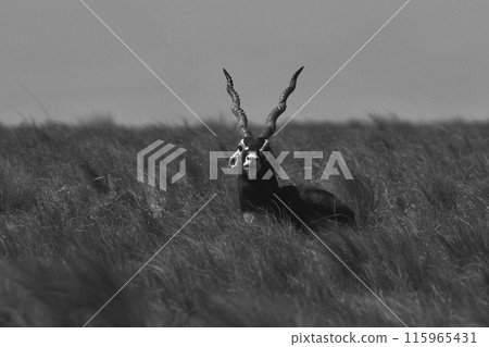 Male Blackbuck Antelope in Pampas plain environment, La Pampa province, Argentina 115965431