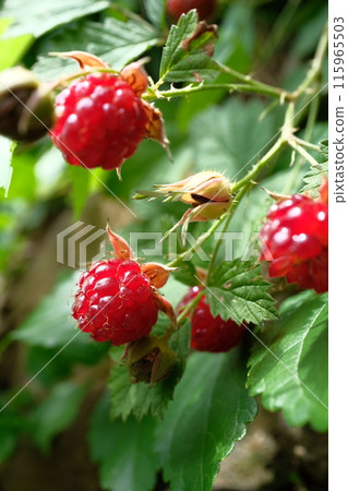 Navales strawberry Navales strawberry 115965503