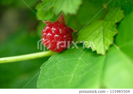 Navales strawberry 115965504