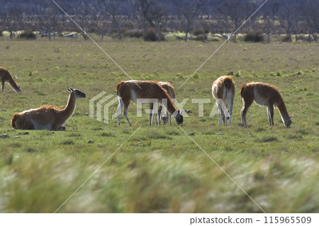 Lama animal, , in pampas grassland environment, La Pampa province, Patagonia,  Argentina 115965509