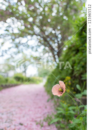 Cherry blossom path 115965512