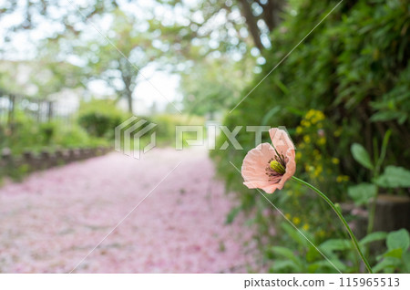 櫻花地毯 115965513