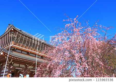 Higashibetsuin Sanmon Gate and cherry blossom scenery, Nagoya City, Aichi Prefecture 115965536