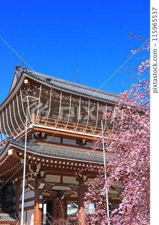 愛知縣名古屋市東別院三門和櫻花風景 愛知縣名古屋市東別院三門和櫻花風景 115965537