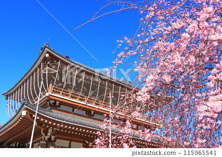 愛知縣名古屋市東別院三門和櫻花風景 115965541