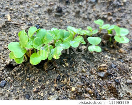 Freshly germinated Futaba Freshly germinated Futaba 115965589