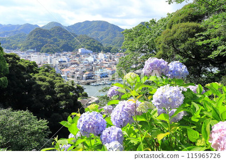 (Shizuoka Prefecture) Hydrangea blooms, Shimoda Park, Shimoda cityscape below (Shizuoka Prefecture) Hydrangea blooms, Shimoda Park, Shimoda cityscape below 115965726