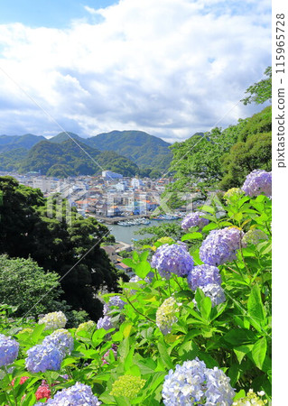 (Shizuoka Prefecture) Hydrangea blooms, Shimoda Park, Shimoda cityscape below (Shizuoka Prefecture) Hydrangea blooms, Shimoda Park, Shimoda cityscape below 115965728