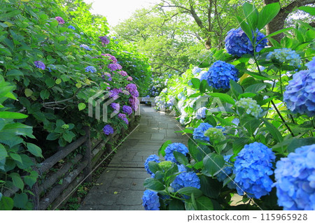 [靜岡縣]下田市/下田公園的繡球花 115965928