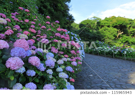 [Shizuoka Prefecture] Hydrangea in Shimoda City/Shimoda Park 115965943