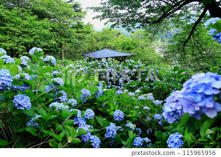 [靜岡縣]下田市/下田公園的繡球花 115965956