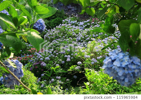 [Shizuoka Prefecture] Hydrangea in Shimoda City/Shimoda Park 115965984