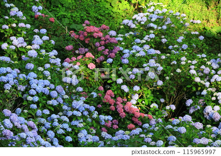 [Shizuoka Prefecture] Hydrangea in Shimoda City/Shimoda Park 115965997