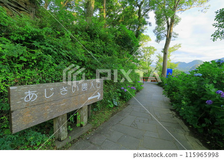 [Shizuoka Prefecture] Hydrangea in Shimoda City/Shimoda Park 115965998