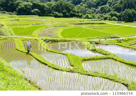 <Saitama Prefecture> Terasaka rice terraces during rice planting season and Chichibu in early summer <Saitama Prefecture> Terasaka rice terraces during rice planting season and Chichibu in early summer 115966154