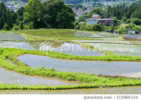[埼玉縣] 插秧季節的寺坂梯田、初夏的秩父 115966158