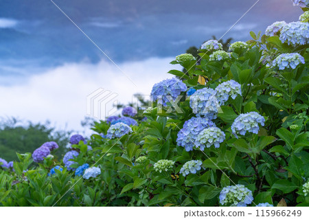 <Saitama Prefecture> Hydrangeas in the sky - Minoyama Park above the clouds <Saitama Prefecture> Hydrangeas in the sky - Minoyama Park above the clouds 115966249
