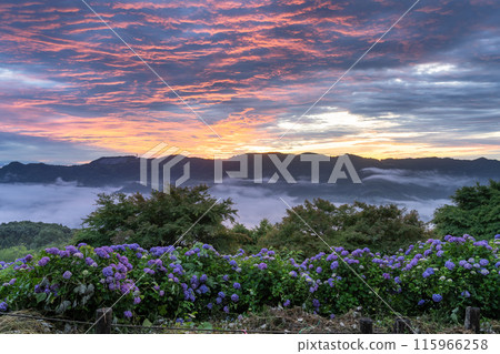 《埼玉縣》天空中的繡球花/雲端之上的備之山公園 《埼玉縣》天空中的繡球花/雲端之上的備之山公園 115966258